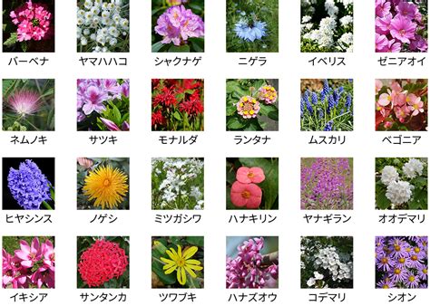 花植物|人気の花の種類一覧